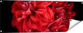 Gards Tuinposter Rode Dahlia Bloemen - 120x40 cm - Tuindoek - Tuindecoratie - Wanddecoratie buiten - Tuinschilderij