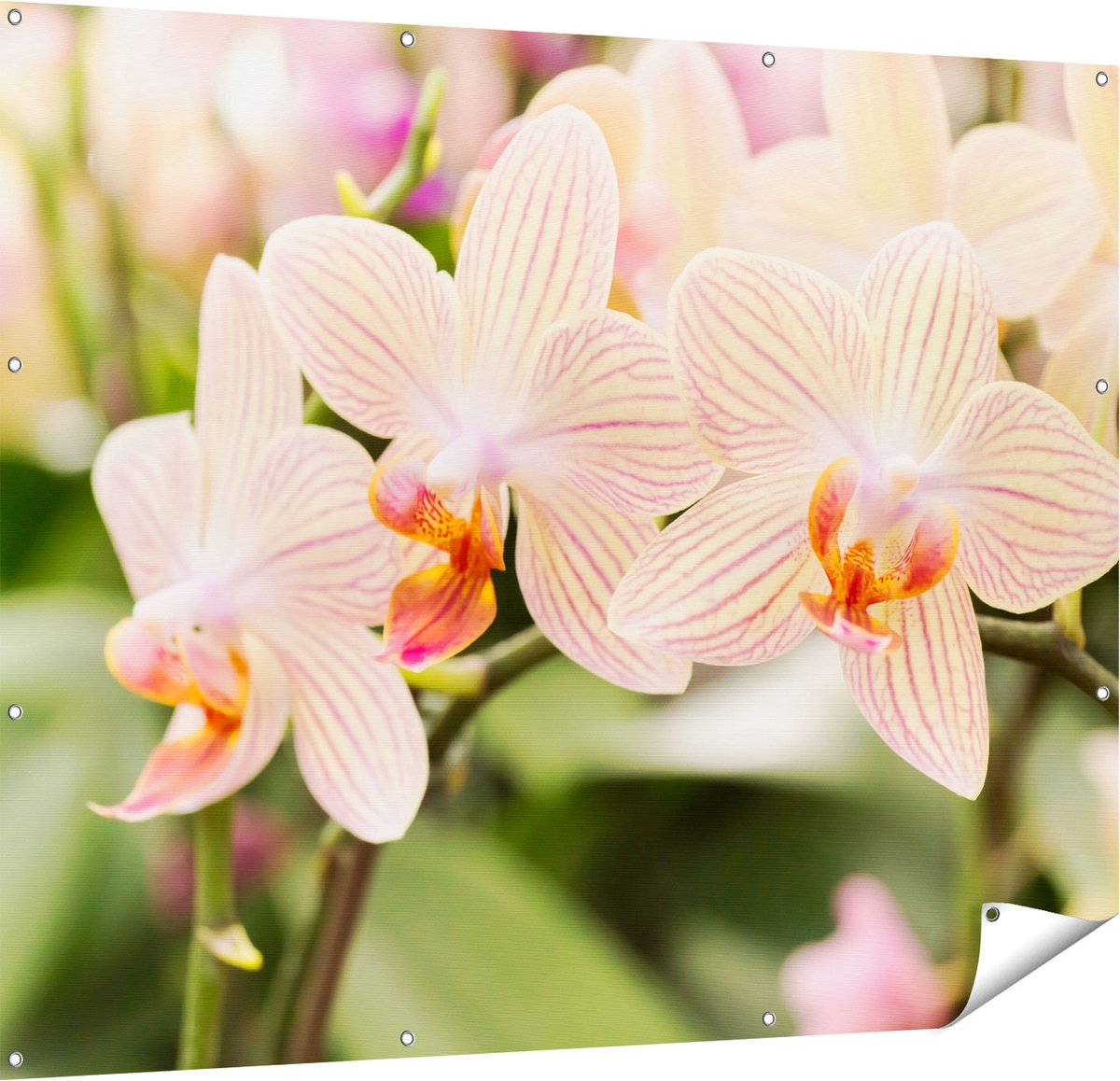 Gards Tuinposter Gestreepte Witte Orchidee Bloemen - 150x120 cm - Tuindoek - Tuindecoratie - Wanddecoratie buiten - Tuinschilderij Multikleur