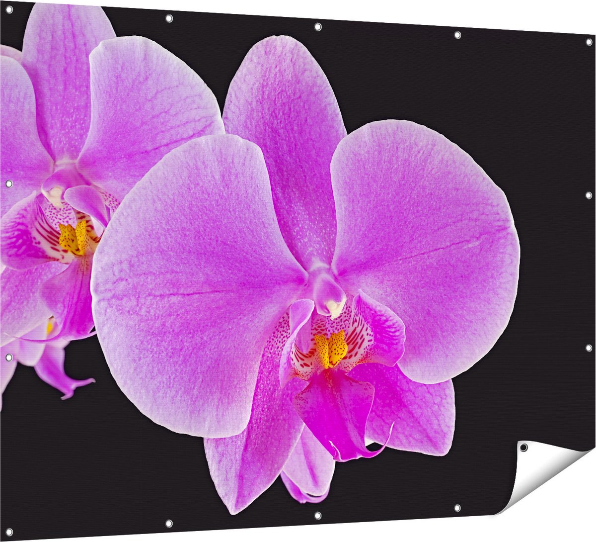 Gards Tuinposter Licht Paarse Orchidee - Bloem - 160x120 cm - Tuindoek - Tuindecoratie - Wanddecoratie buiten - Tuinschilderij Multikleur