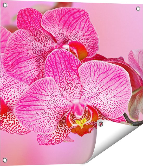 Gards Tuinposter Roze Orchidee Bloemen - 60x60 cm - Tuindoek - Tuindecoratie - Wanddecoratie buiten - Tuinschilderij