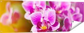 Gards Tuinposter Paarse Orchidee Bloemen - 150x50 cm - Tuindoek - Tuindecoratie - Wanddecoratie buiten - Tuinschilderij