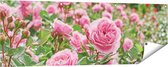Gards Tuinposter Roze Rozen Bloemenveld - 150x50 cm - Tuindoek - Tuindecoratie - Wanddecoratie buiten - Tuinschilderij