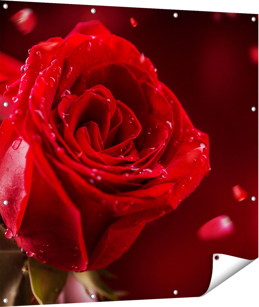 Gards Tuinposter Romantische Rode Roos - 110x110 cm - Tuindoek - Tuindecoratie - Wanddecoratie buiten - Tuinschilderij Multikleur