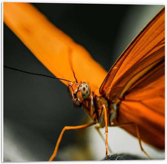 PVC Schuimplaat - Close-up van Vlinder met Bruine Vogels - 50x50 cm Foto op PVC Schuimplaat (Met Ophangsysteem)