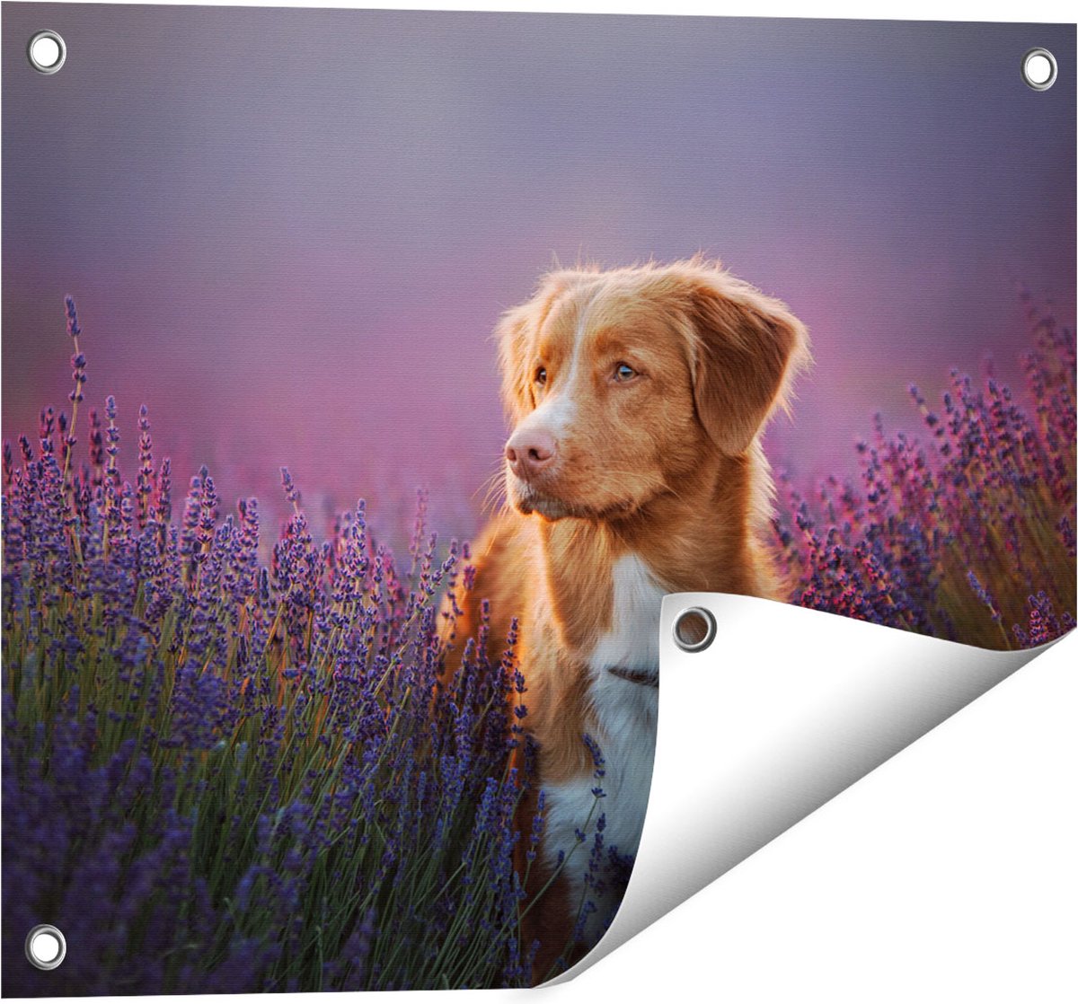Gards Tuinposter Retriever Hond tussen de Lavendel Bloemen - 50x40 cm - Tuindoek - Tuindecoratie - Wanddecoratie buiten - Tuinschilderij Multikleur