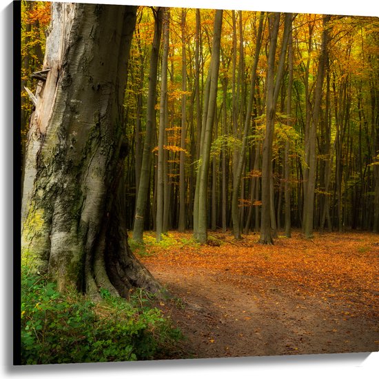 Canvas - Grote Dikke Oude Boom in het Midden van Herfstbos - 100x100 cm Foto op Canvas Schilderij (Wanddecoratie op Canvas)