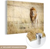 MuchoWow® Glasschilderij 180x120 cm - Schilderij acrylglas - Leeuwen - Afrika - Gras - Foto op glas - Schilderijen