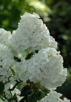 3 stuks | Phlox (P) 'White Admiral' P9 cm