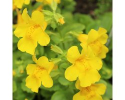 6x Maskerbloem - Mimulus luteus - Pot 9x9cm