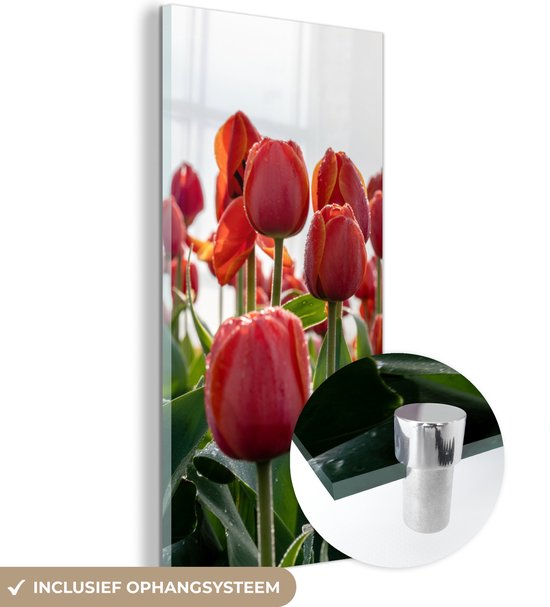 MuchoWow® Glasschilderij 40x80 cm - Schilderij acrylglas - Een gebied met rode tulpen in Nederland - Foto op glas - Schilderijen