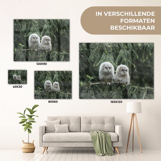 Deux poussins hiboux en Glas 90x60 cm - Tirage photo sur Glas (décoration murale en plexiglas)