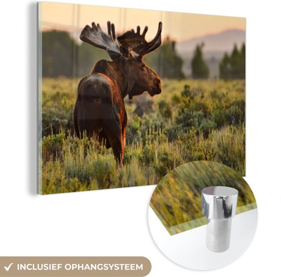 Peinture sur Verre - Orignal sur une pelouse ouverte - 150x100 cm - Peintures sur Verre Peintures - Photo sur Glas