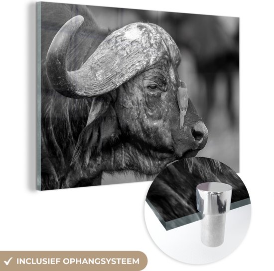 MuchoWow® Peinture sur verre 180x120 cm - Peinture acrylique sur verre - Piquebœuf à bec rouge sur un buffle - noir et blanc - Photo sur verre - Peintures