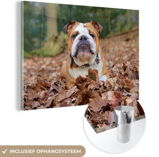 Glasschilderij - Engels - Bulldog - Herfstbladeren - Acrylglas Schilderijen - Foto op Glas