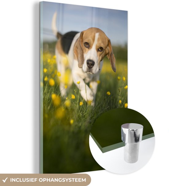 Glasschilderij - Schattige Beagle loopt tussen de bloemetjes - Plexiglas Schilderijen