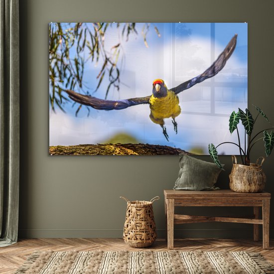 Une rosella vole dans les airs d'une manière fascinante Plexiglas 180x120 cm - Tirage photo sur Glas (Décoration murale plexiglas) XXL / Groot format!