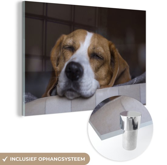 Sleepy Beagle dort Plexiglas 30x20 cm - petit - Tirage photo sur Glas (décoration murale en plexiglas)