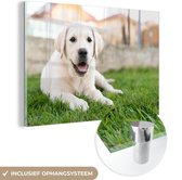 MuchoWow® Glasschilderij 120x80 cm - Schilderij acrylglas - Witte Labrador Retriever die in het gras ligt - Foto op glas - Schilderijen
