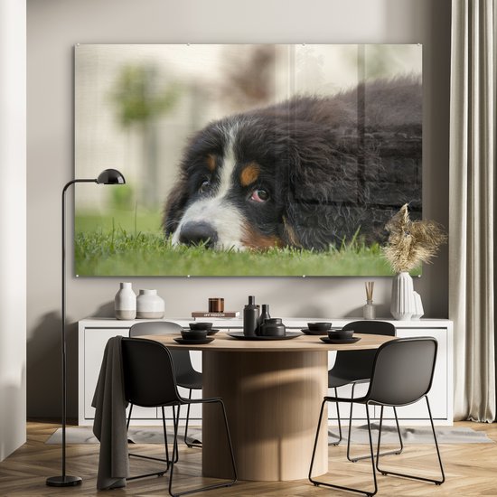 Berner couché sur la pelouse verte Plexiglas 180x120 cm - Tirage photo sur Glas (décoration murale plexiglas) XXL / Groot format!