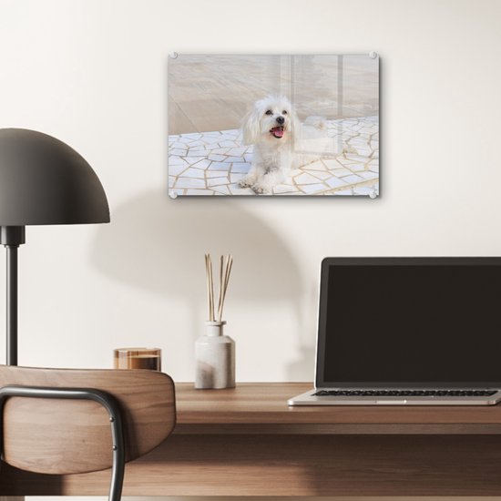 ® Glasschilderij 30x20 cm - Schilderij acrylglas - Een Maltezer hond ligt op een pad - Foto op glas - Muurdecoratie woonkamer - Wanddecoratie slaapkamer - Schilderijen