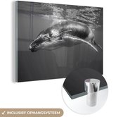 MuchoWow® Glasschilderij 150x100 cm - Schilderij acrylglas - Een zwart wit afbeelding van een bultrug - Foto op glas - Schilderijen