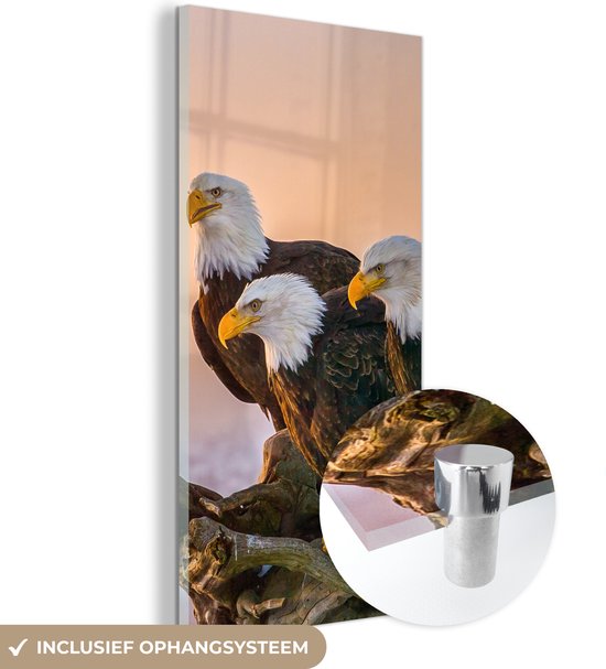 Peinture sur verre - Photo sur verre - Vogels - Animaux - Aigle - Rapace - Branches - Verre acrylique - 80x160 cm - Peinture sur verre oiseaux - Peinture sur verre - Décoration murale verre - Peinture sur verre animaux