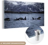 MuchoWow® Glasschilderij 40x20 cm - Schilderij acrylglas - Groep orkas - Foto op glas - Schilderijen