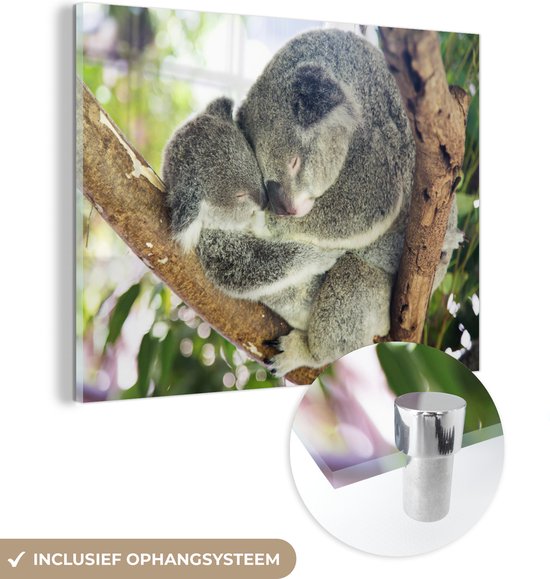 Glasschilderij - Koala's - Knuffel - Dieren - Plexiglas Schilderijen