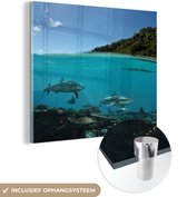 MuchoWow® Glasschilderij 90x90 cm - Schilderij acrylglas - Koraal - Haaien - Zee - Foto op glas - Schilderijen