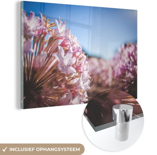 MuchoWow® Glasschilderij 60x40 cm - Schilderij acrylglas - Roze bloemen van nabij - Foto op glas - Schilderijen