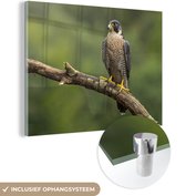 MuchoWow® Glasschilderij 40x30 cm - Schilderij acrylglas - Slechtvalk - Takken - Vogel - Foto op glas - Schilderijen