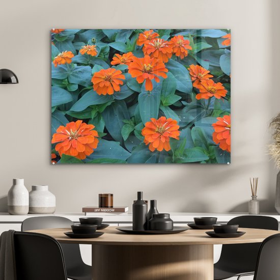 Fleurs de zinnia Oranje avec feuilles vertes Plexiglas 80x60 cm - Tirage photo sur Glas (décoration murale plexiglas)