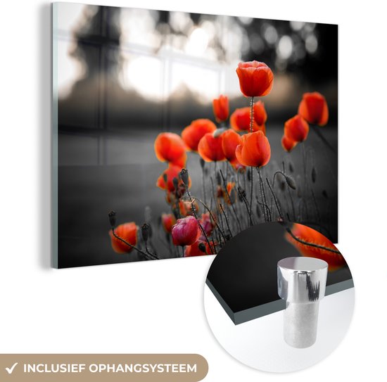 Coquelicots rouges sauvages dans un grand champ avec un fond noir et blanc Plexiglas 180x120 cm - Tirage photo sur Glas (décoration murale plexiglas) XXL / Groot format!