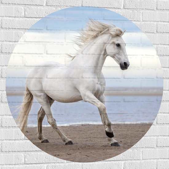 Muursticker Cirkel - Sierlijk Wit Paard lopend over het Strand aan de Zee - 100x100 cm Foto op Muursticker