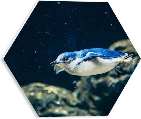 PVC Schuimplaat Hexagon - Zwemmende Blauwe Pingïun door Aquarium - 30x26.1 cm Foto op Hexagon (Met Ophangsysteem)