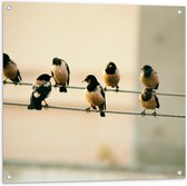 Tuinposter – Stroomdraden Vol met Vogeltjes - 80x80 cm Foto op Tuinposter (wanddecoratie voor buiten en binnen)