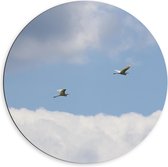 Dibond Muurcirkel - Vogels Vliegend Voorbij de Wolken - 60x60 cm Foto op Aluminium Muurcirkel (met ophangsysteem)