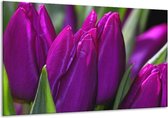 Peinture sur verre tulipe | Violet vert | 120x70cm 1Hatch | Tirage photo sur verre |  F001576