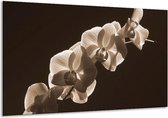 Peinture sur verre d'orchidée | Sépia, Marron | 120x70cm 1Hatch | Tirage photo sur verre |  F001917