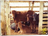 Tuinposter – Groepje Koeien in Verblijf op de Boerderij - 80x60 cm Foto op Tuinposter (wanddecoratie voor buiten en binnen)