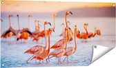 Gards Tuinposter Kudde Flamingo's in het Water - 100x50 cm - Tuindoek - Tuindecoratie - Wanddecoratie buiten - Tuinschilderij
