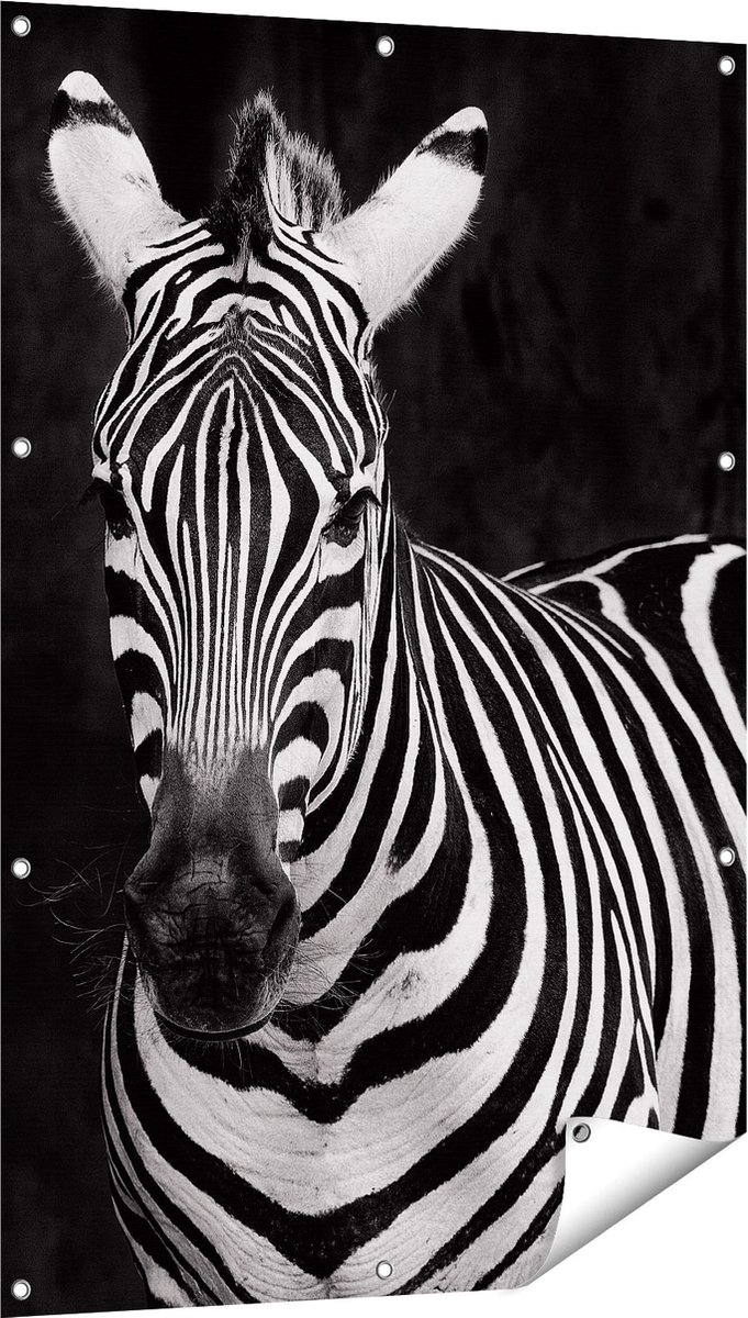 Gards Tuinposter Twee Zebra's - Zwart Wit - 80x120 cm - Tuindoek - Tuindecoratie - Wanddecoratie buiten - Tuinschilderij Multikleur