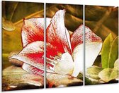 GroepArt - Schilderij -  Bloem - Wit, Rood, Geel - 120x80cm 3Luik - 6000+ Schilderijen 0p Canvas Art Collectie