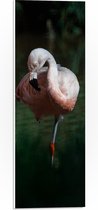 PVC Schuimplaat- Flamingo op Eén Poot in Groenkleurig Water - 20x60 cm Foto op PVC Schuimplaat
