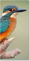 Tuinposter - Vogels - IJsvogel - Takken - Bomen - Blauw - Oranje - 100x200 cm - Wanddecoratie buiten - Schuttingposter - Tuindecoratie - Tuindoek - Buitenposter