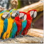 Tuinposter - Vogels - Papegaai - Boom - Geel - Rood - 50x50 cm - Tuinposter buiten - Wanddecoratie - Tuindecoratie - Tuindoek - Buitenposter
