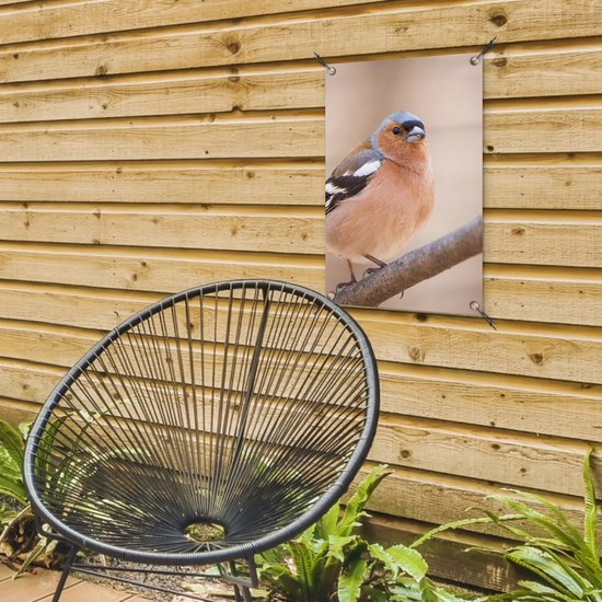 Poster de Jardin Vogel - Animaux - Pinson - 200x200 cm - Toile de jardin