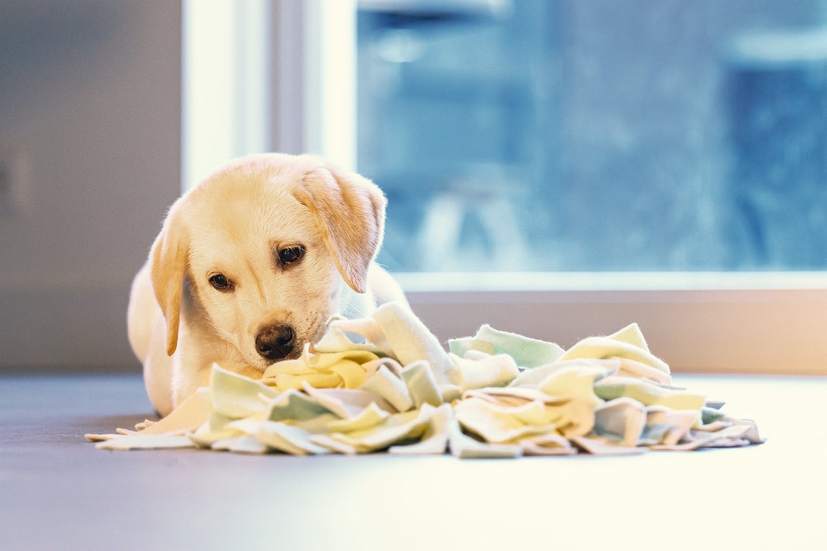 Beeztees Puppy Sniffy Snuffelmat - Puppy Speelgoed thumbnail 6