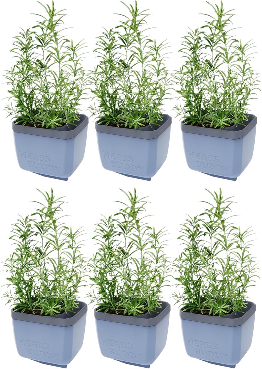 GUSTA GARDEN Herbs Buddy - Zelfbewaterende pot & kruidenpot voor keuken & vensterbank, ideaal voor basilicum, watertank, waterniveau-indicator