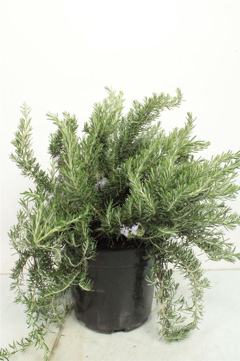 JUNAVERA Rozemarijn prostratus – Kruipende rozemarijn – Aromatische mediterrane kruidenplant – 10 cm pot – ca. 20 cm hoog